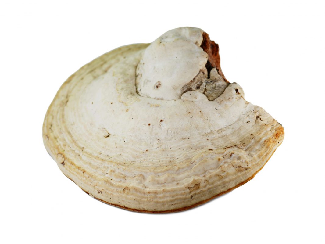 Fomes,Fomentarius.,Is,A,Perennial,Edible,Fungus,Woodsfailing.,Isolated,On